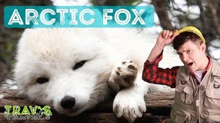 Animal Facts: Arctic Fox
