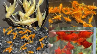 Trại Xã Cá 7 Màu Giá Rẻ Và Molly Đẹp Làm Giống