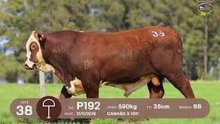 LOTE 38, 39 | Remate Braford Estância do Sossego 2021