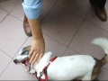 68-Funny-Catman Spanks Cukulat Jack Russell-dog Komik-Kedi Adam Cukulat a pandik sakasi yapiyor