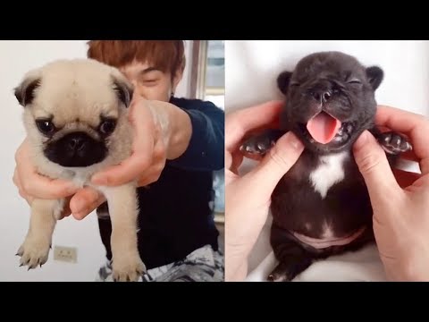 Baby Dogs - Cute and Funny Dog Videos Compilation