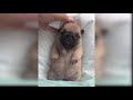 Baby Dogs - Cute and Funny Dog Videos Compilation