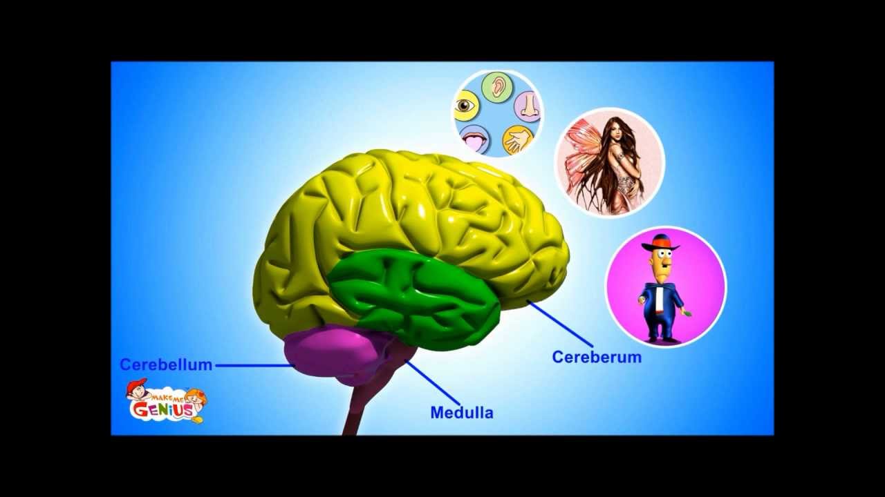 Our Brain - Human Anatomy -Lesson for Kids- School Science Video - YouTube
