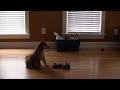 Maya : Adorable Doge Antics
