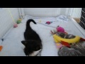 AI Kittens - Hal is not camera shy
