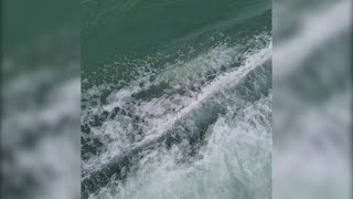 Albino Dolphin Visits Lowcountry Boaters