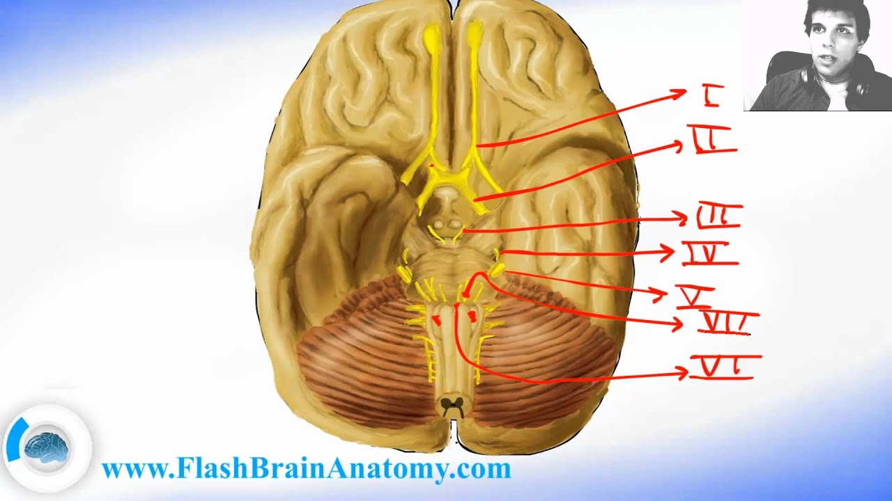 All 12 Cranial Nerves Anatomy - Brain Anatomy - YouTube