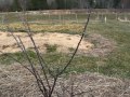 propagating apple rootstock