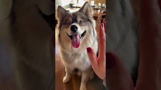 Throwback Our Pomsky Puppy Grew Up