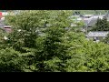 年に一度の出会いD51とC61