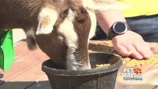 Miniature Goats? Nope!