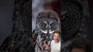 Owls Are Weird