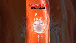 From Sperm & Ovum To Full Baby