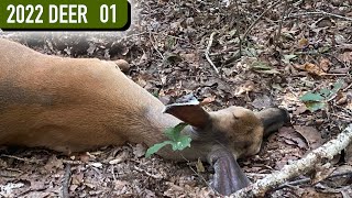 Early Season Public Land TN Bow Hunt