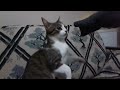 New Funny Animals Compilation seat of war, very funny cats
