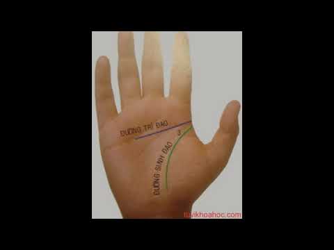 XEM CHỈ TAY ĐƯỜNG TRÍ ĐẠO - NHẬN BIẾT TÍNH CÁCH VÀ CÁC BỆNH HUNG HIỂM