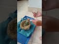 Cara Meloloh Burung Lovebird Ala Jesica Dan Amanda Omkicau Com images Cara Meloloh Burung Lovebird Ala Jesica Dan Amanda Omkicau Com