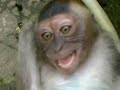 Lucu Monyet Ngatain Majikan images Lucu Monyet Ngatain Majikan