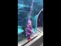 Sea Lion chasing a child's glove - St. Louis Zoo