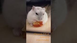 Fifi The Hamster Eats Dried Carrots, Among Us Music