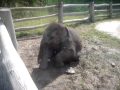 The baby elephant is playing with a toy.( ゾウの赤ちゃんのおもちゃ遊び)