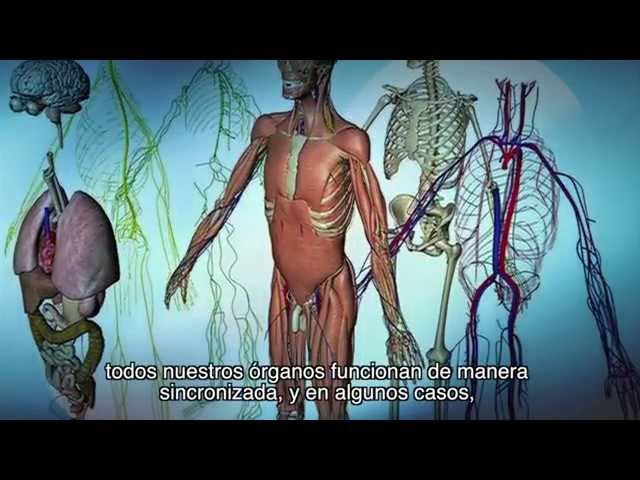 Watch Interrelaciones entre aspectos anatómicos, fisiológicos de los sistemas del cuerpo humano on YouTube.