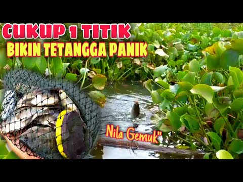 Spot Bahagia❗Strike Terus Bikin Tetangga Panik || Mancing Waduk Cengklik || Mancing Nyobok Terbaru