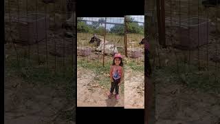 Elisa E O Boi Do Cueca