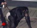 Screaming Chimp, Frantic Owner Heard on 911 Call