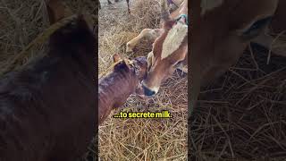 They Did This To The Newborn Calf For Milk