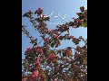 Noor e Azal • aesthetic • status • song •  lyrics • video • Atif Aslam •  Abida Parveen •