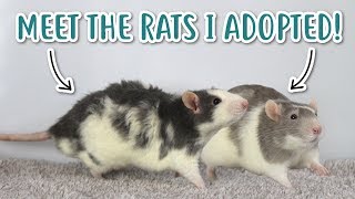 I Adopted Scent Detection Rats