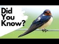 Things you need to know about SWALLOWS!