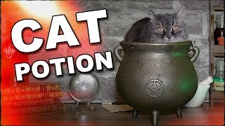 How To Make A Cat Potion
