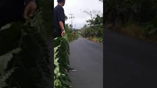 Seting Fu Tune Up