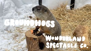 Groundhogs Wonderland Spectacle Co.