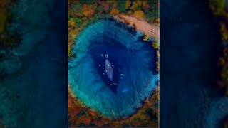 Fish Sound