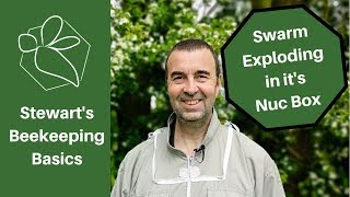 Honeybee Swarm Exploding in Nuc Box - Stewart Spinks at the Norfolk Honey Co.