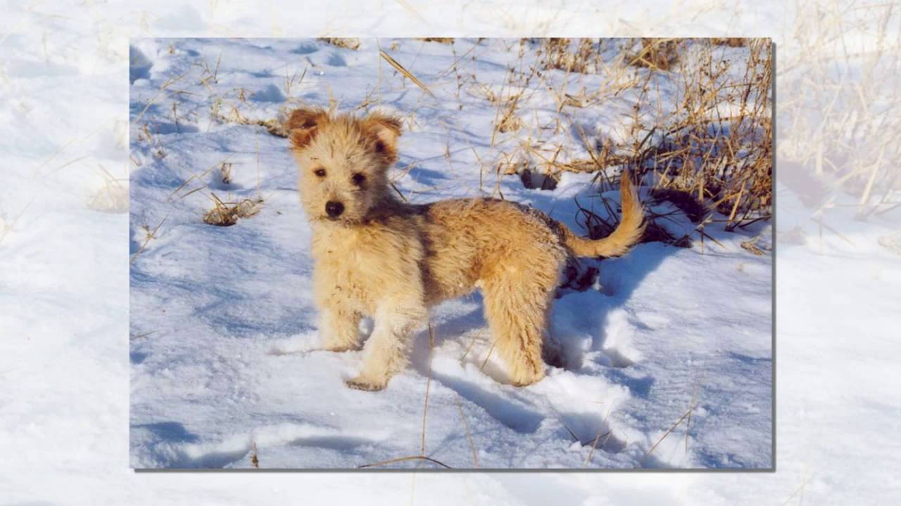 How to Stop a Dog from Herding picture pictures How to Stop a Dog from Herding