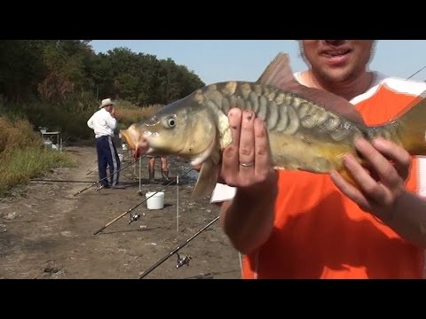 ловля карпа сазана амура ловля карпа сазана амура