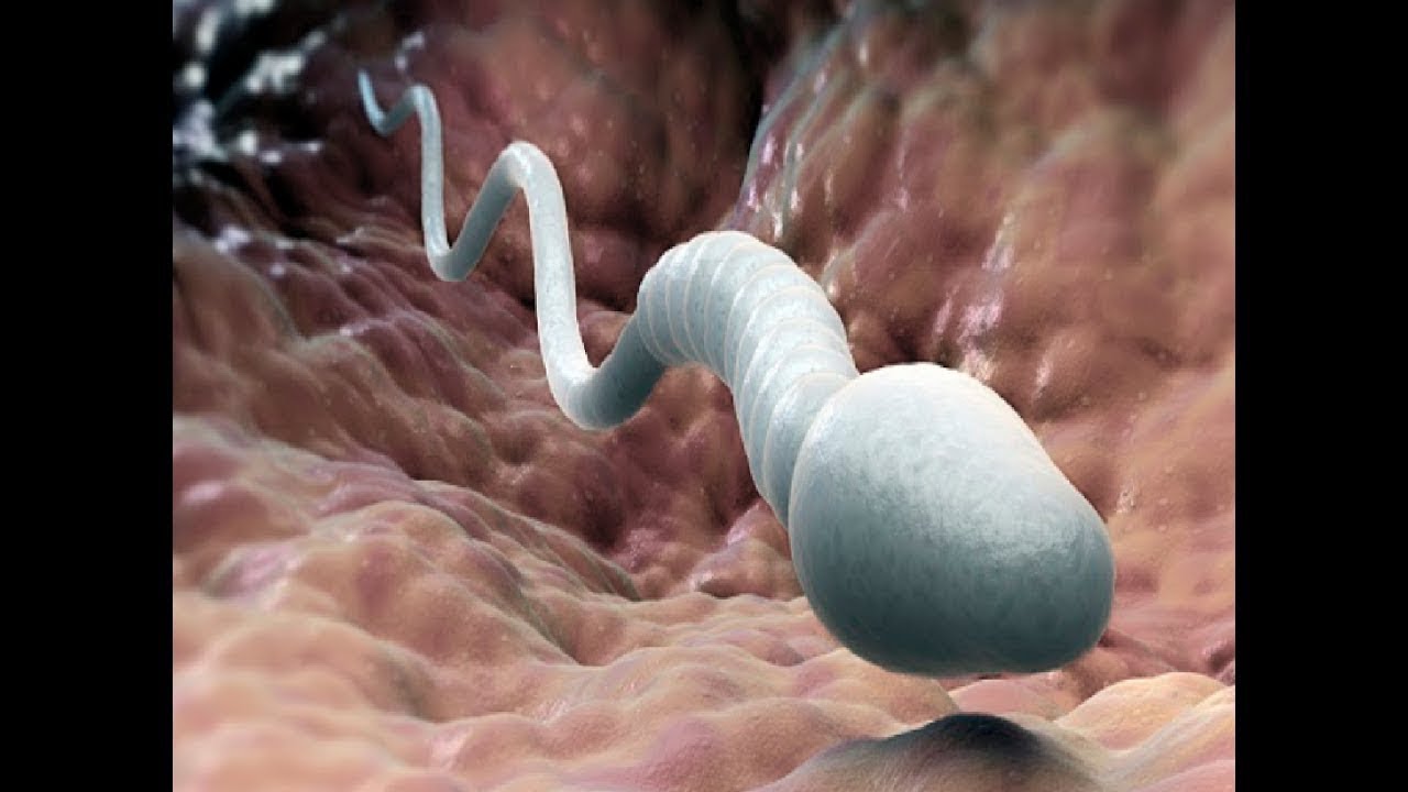 Calcium and sperm