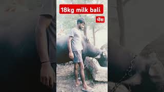 18Kg Milk