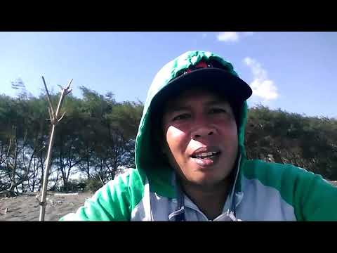 MANCING PASIRAN UMPAN CACING LAUT