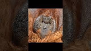 Male Orangutan Up Close.