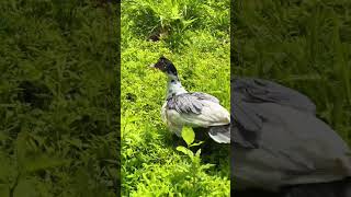 Ducklings Didnt Make It