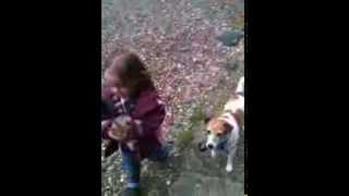 Kiki Le Jack Russel Veux Croquer Le Lapin