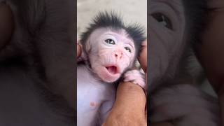 Day Full Of Sadness Baby Monkey Longs For Mom