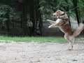 />Разведение пит-ка Хранитель Гор<br />Занятие