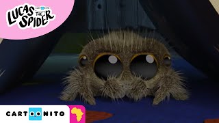 Lucas The Spider Night-Time Adventure Cartoonito Africa