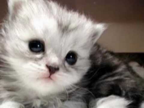 คนรักสัตว์จ้า.flv thumb